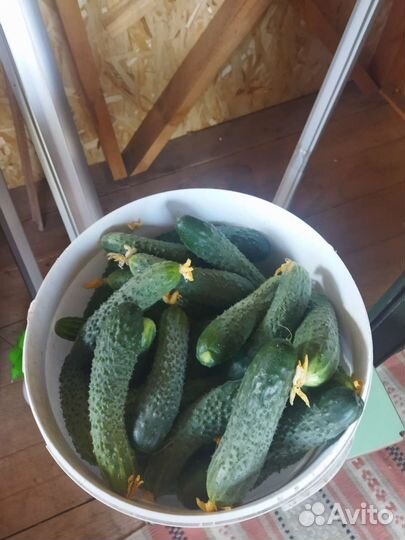 Огурцы свежие