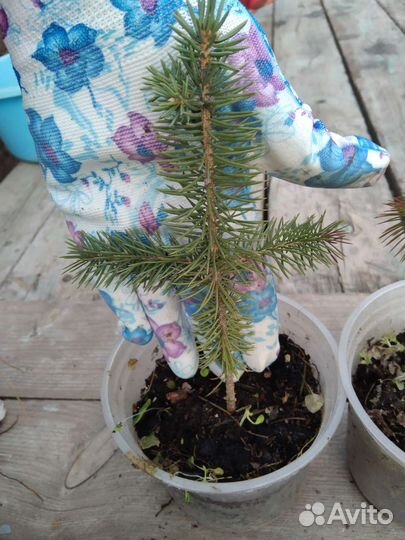 Сеянцы хвойных деревьев