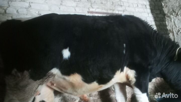 Бык на мясо