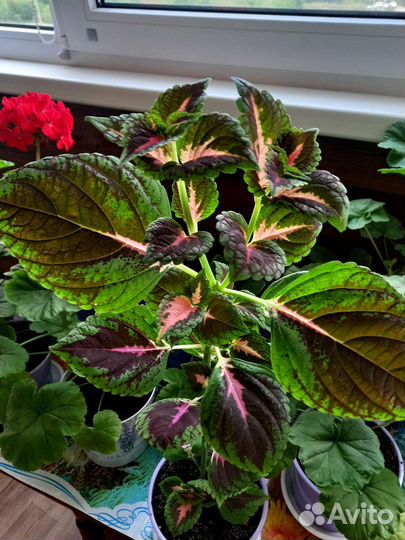 Черенки цветов: колеус, герань и другие