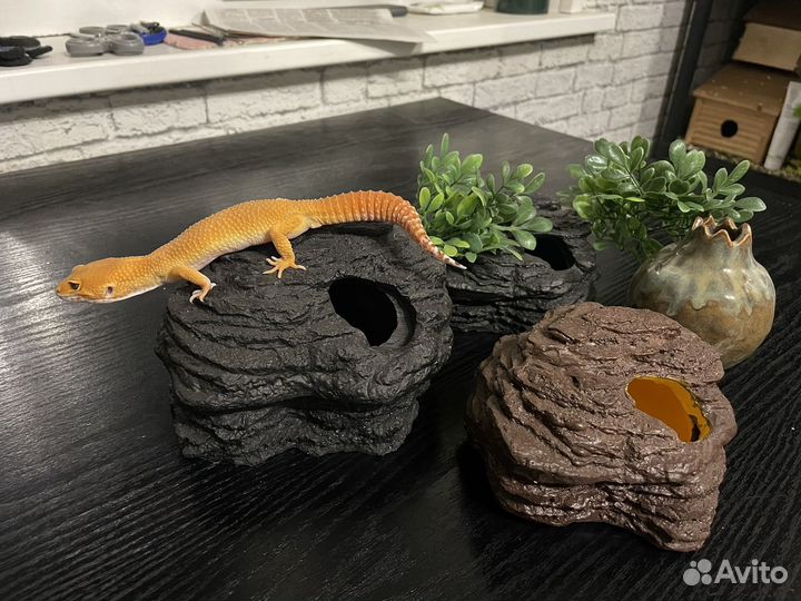 Влажная камера для эублефара