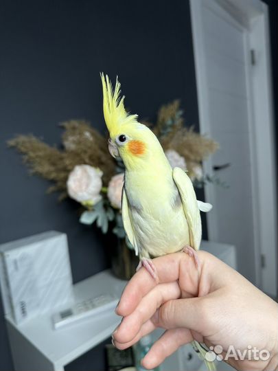 Попугай корелла птенец