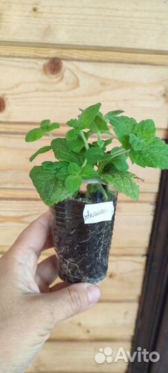 Мята сортовая, мелисса, шалфей