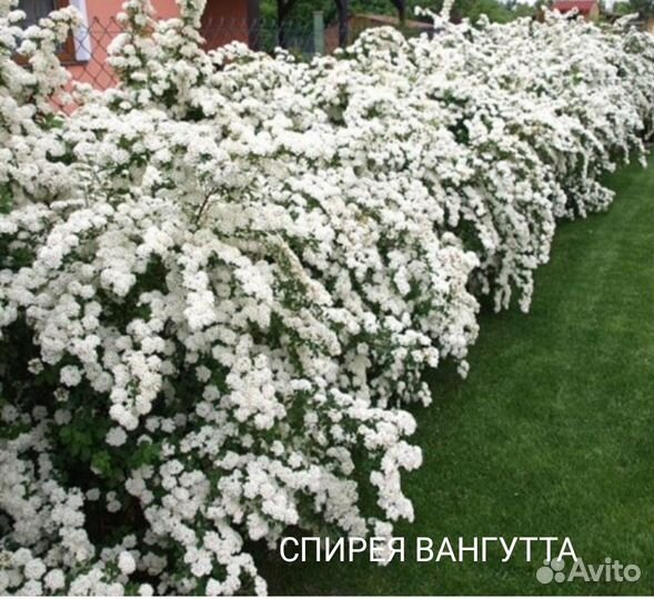 Растения для живой изгороди