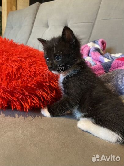 Отдам котят
