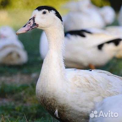 Продам утят, гусят, индюшат