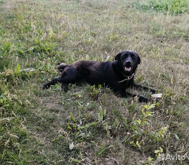 Охранница в добрые руки