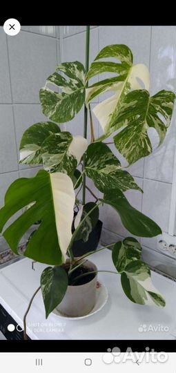 Комнатные цветы монстера альба. вариегатная