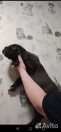 Американский булли xl