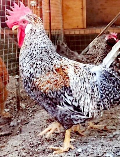 Легбар (голубое яйцо) инкубационное яйцо