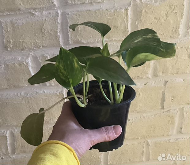 Сциндапсусы, эпипремнумы, домашние растения