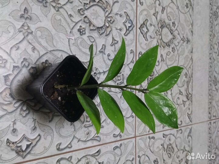 Замиокулькас