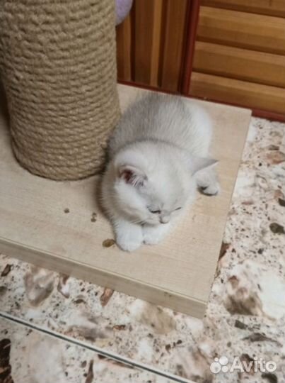 Два мальчугана шотландские котята