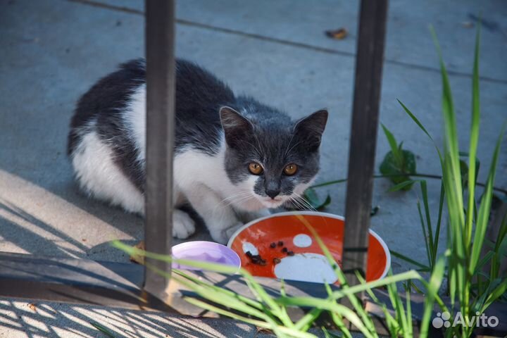 Котенок ищет дом