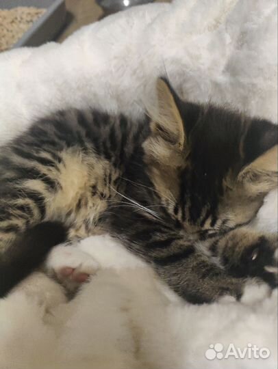 Котенок бесплатно