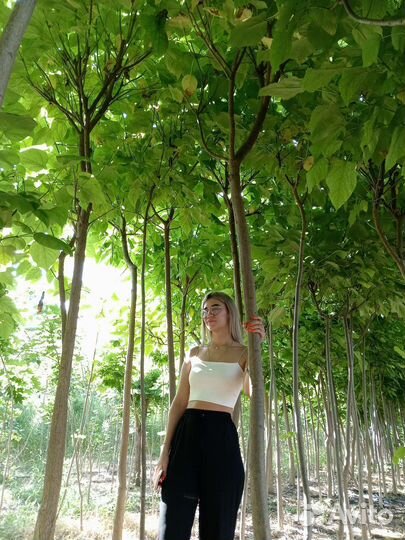 Саженцы Липы крупнолистная крупномеры