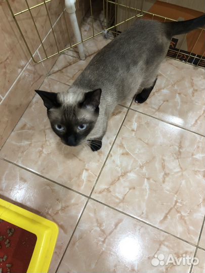 Сиамские котята