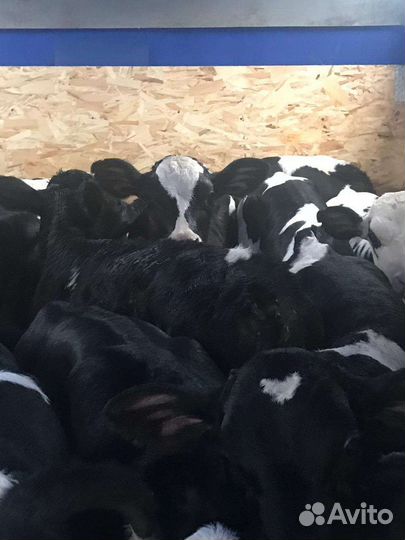 Телята бычки для откорма