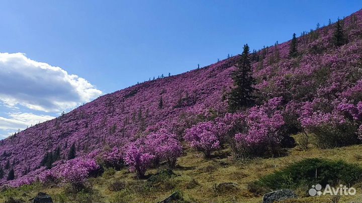 Экскурсии по Алтаю, Чуйский -Марс, Чемал, Телецкое