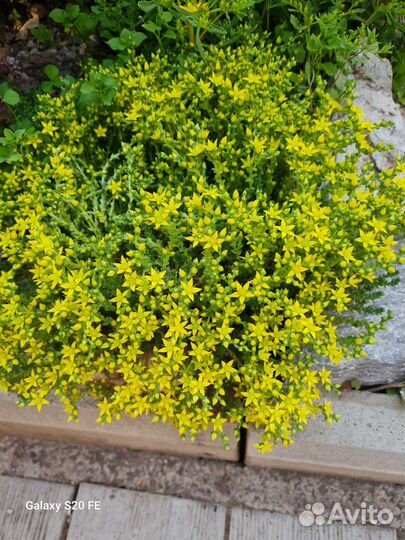 Очиток почвопокровный продам или обмен