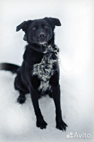 Чарли ищет дом