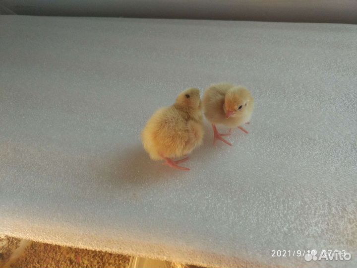 Перепелята