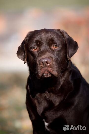 Лабрадор вязка кобель