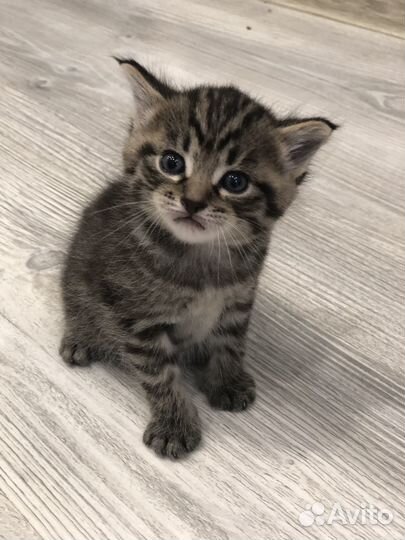 Отдам котят в добрые руки