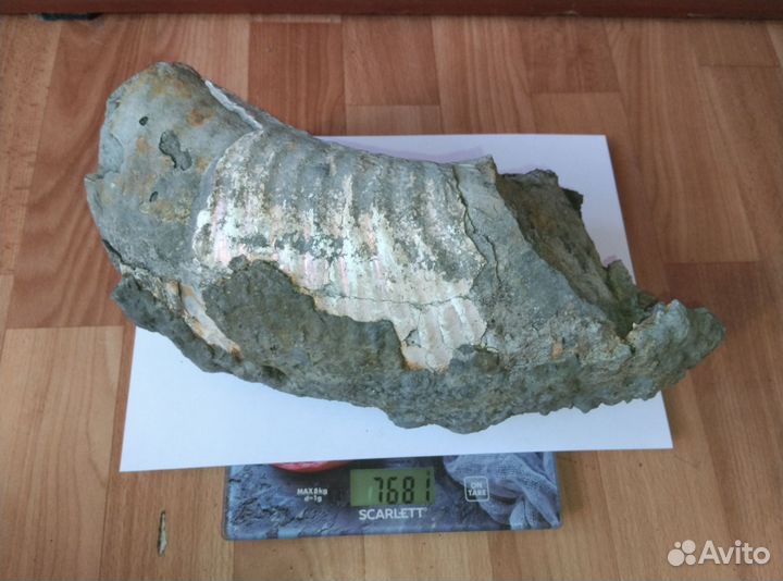 Окаменелости аммониты