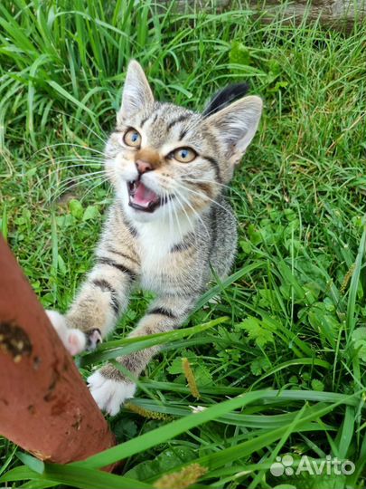 Котёнок в добрые руки