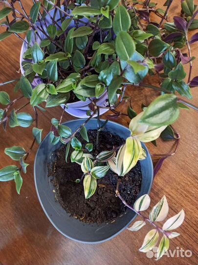 Традесканции разных сортов