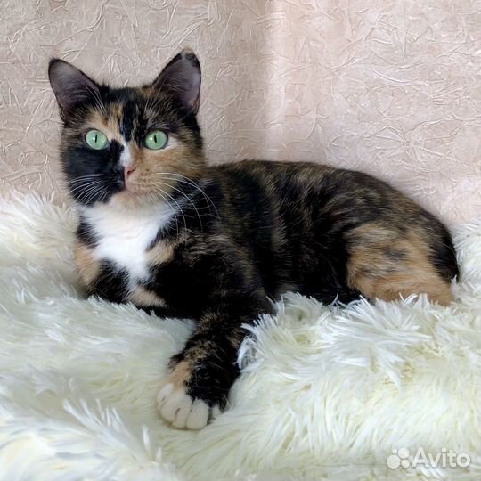 Кошка Лика
