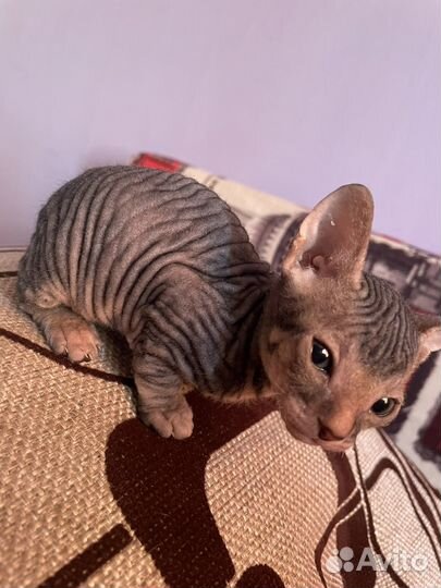 Донской сфинкс