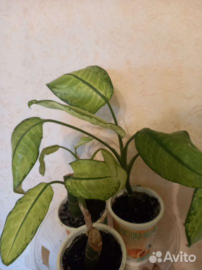 Диффенбахия,бамбук