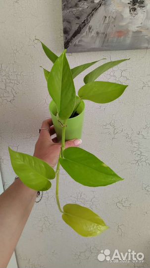 Эпипремнум Неон