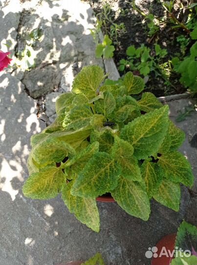 Колеусы сортовые