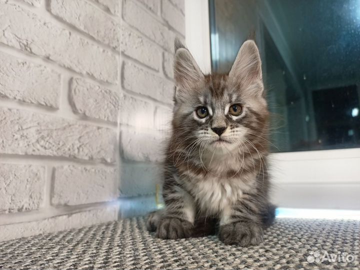 Котята Мейн-кун