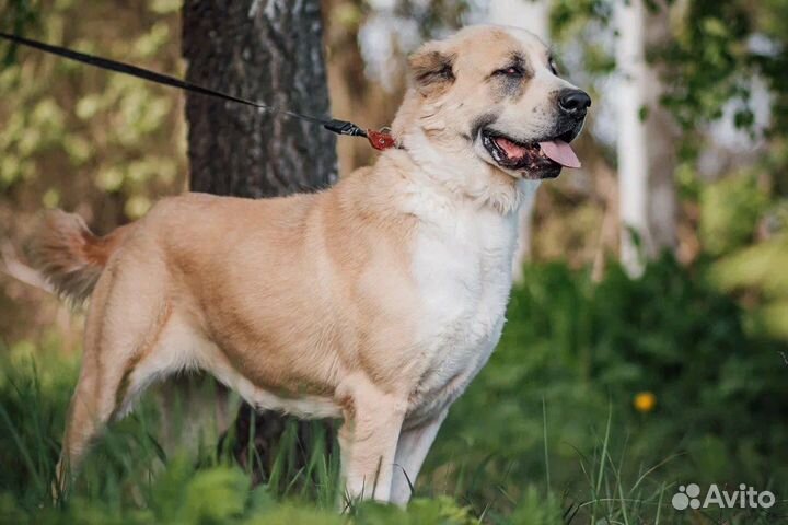 Алабай в дар