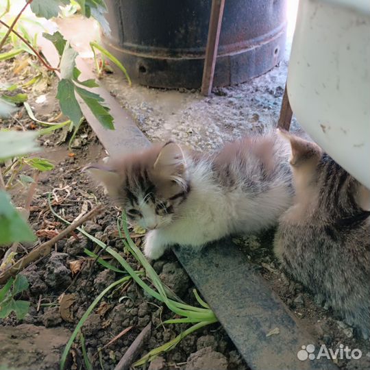 Отдам в добрые руки