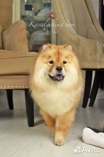 Мини Чау собака для ценителей индивидуальности