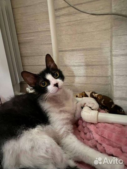 Кошечка в добрые руки