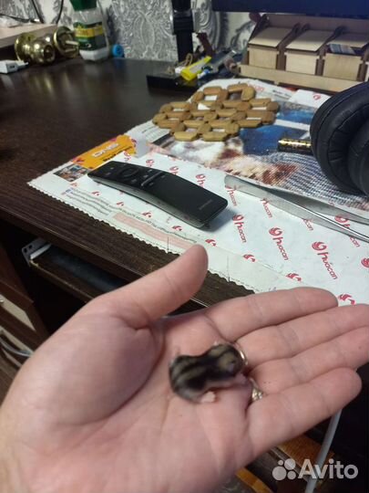 Хомяки,джунгарики