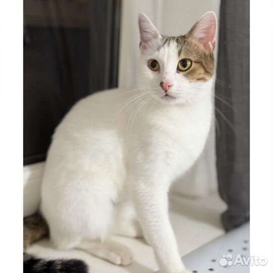 Отдам молодого кота, кастрирован