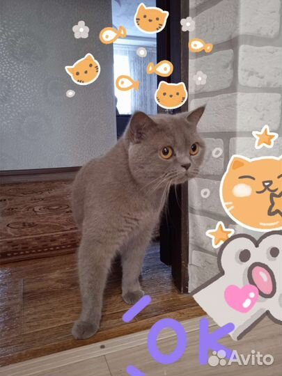 Британская