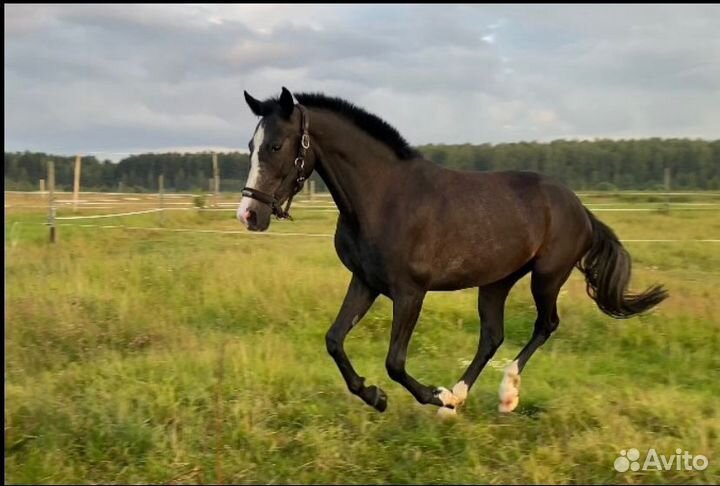 Кобыла в спорт