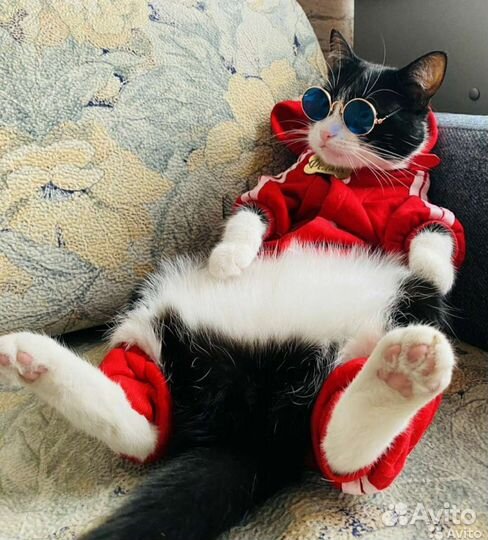 Очки для кошки, собачки, куклы