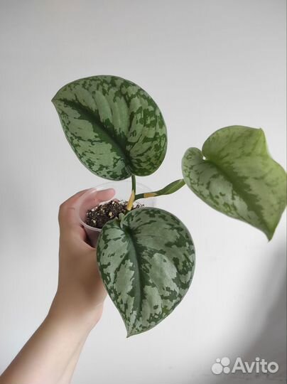 Сциндапсус пиктус