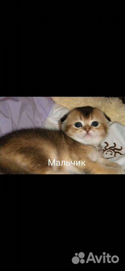 Шотландская Золотая и серебряная шиншилла