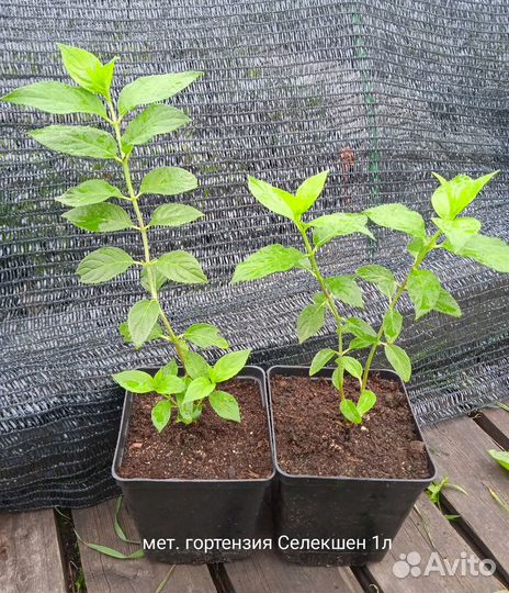 Гортензия метельчатая Селекшен