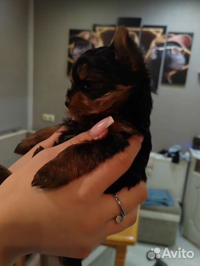 Йоркширский терьер щенки стандарт